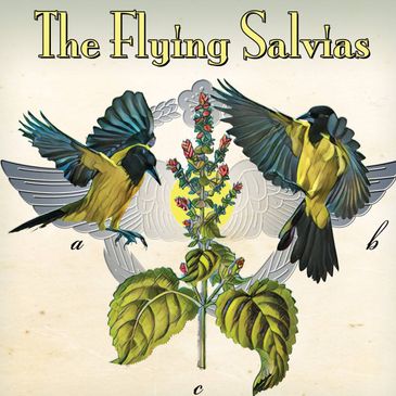 The Flying Salvias, Free in the Abbey-img